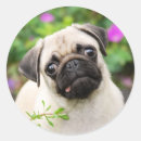 Search for puppy face stickers Pug