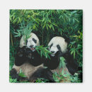 Search for panda magnets Bear