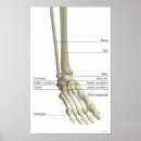 Search for foot doctor posters Human body part