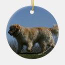 Search for flat coated retriever christmas tree decorations Canine photographer