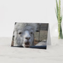 Search for alpaca christmas cards Animal