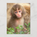 Search for japanese snow monkeys postcards Macaque