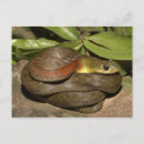 Search for constrictors postcards Reptile