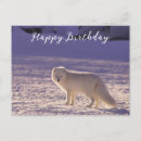 Search for arctic fox postcards Vulpes lagopus