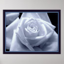 Search for tints photography Rose