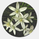 Search for star of bethlehem stickers Stars