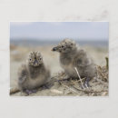 Search for happy chicken postcards Birds