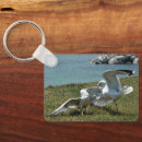 Search for seagull key rings Wildlife