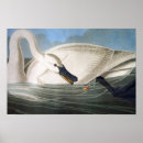 Search for vintage swan art Audubon