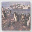 Search for chick coasters Bird