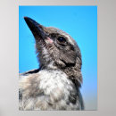 Search for young bird art Nature