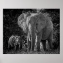 Search for black and white elephant posters Elephants