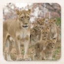 Search for african safari coasters Wildlife