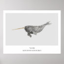 Search for narwhal posters Marine life