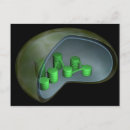 Search for chloroplast Single object