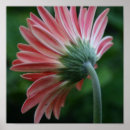 Search for gerber daisy posters Flower