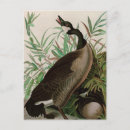Search for bird print postcards Nature