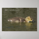 Search for canada goose posters Photography