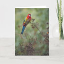 Search for rosellas cards Australia