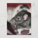 Search for rat postcards Pet