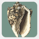 Search for conch shells stickers Coastal