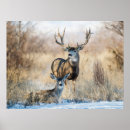 Search for buck and doe posters Winter