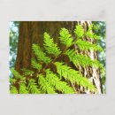 Search for highlighting postcards Botanical