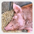Search for cute pigs stickers Hog