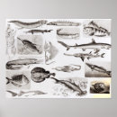 Search for ichthyology posters Marine
