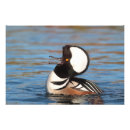 Search for calling birds posters Waterfowl