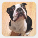 Search for boston terrier dog stickers Pet