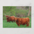 Search for scottish highlands postcards Scotland