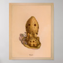Search for vintage octopus posters Marine