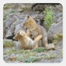 Search for grey fox stickers Animal