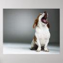 Search for breed posters Animal