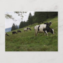 Search for cow postcards Landscape