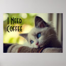 Search for ragdoll posters Kitten