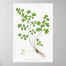 Search for scientific illustration posters Botanical