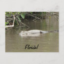 Search for gators postcards Everglades