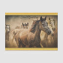 Search for stud horse Thoroughbred