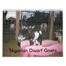 Search for goat calendars Dwarf