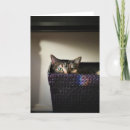 Search for cat basket cards Pet