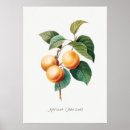 Search for vintage apricot posters Illustration