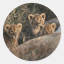 Search for cat family stickers Animal