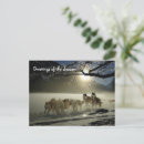 Search for sled dog postcards Husky