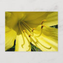 Search for hemerocallis postcards Flora