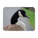 Search for waterfowl magnets Canada