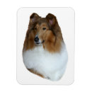 Search for rough collie magnets Lassie