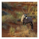 Search for antelope africa posters Savannah