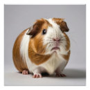 Search for guinea pig art Adorable